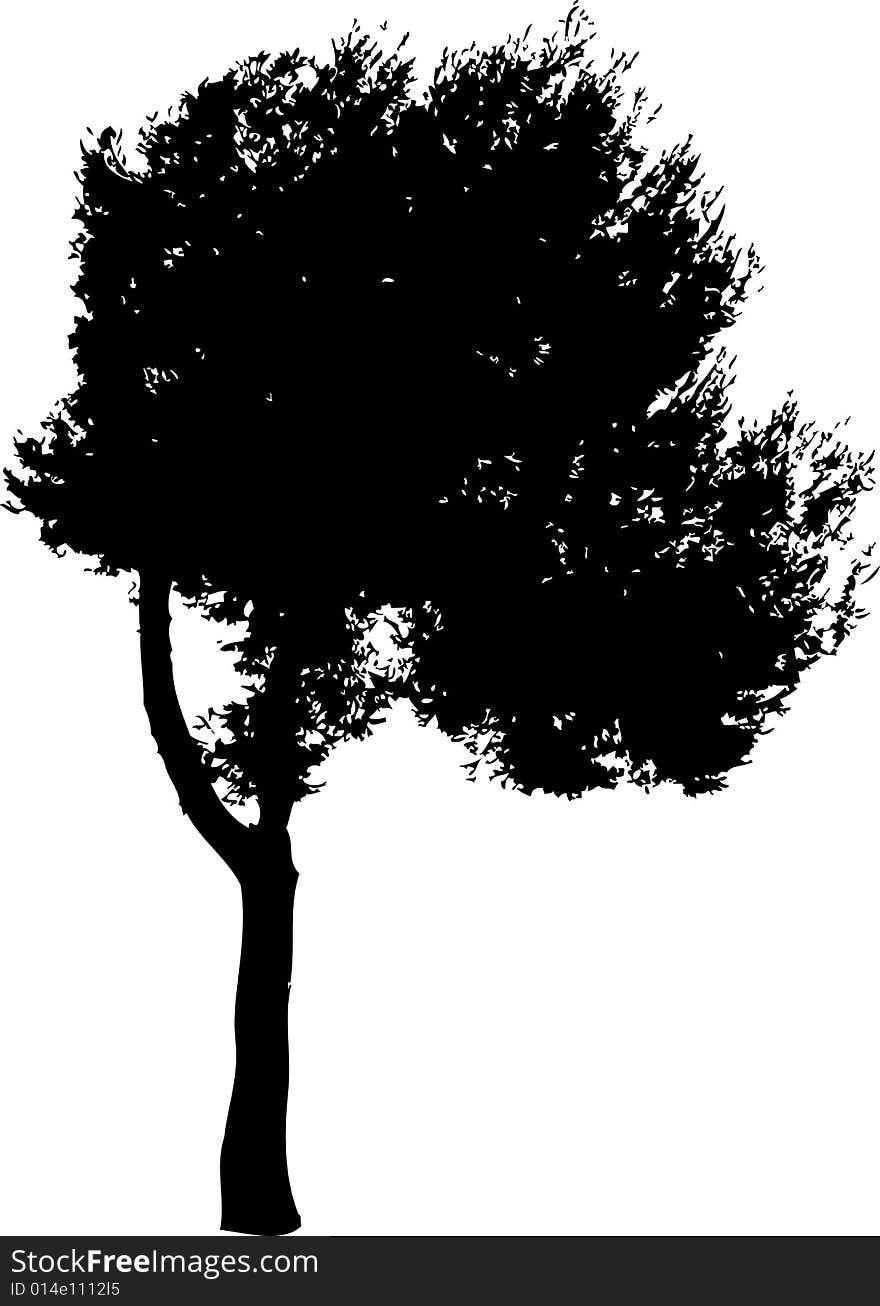 Pine tree in wind