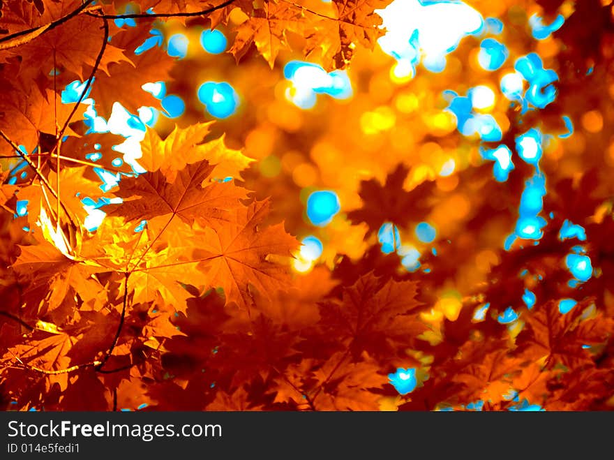 Autumn leaves background in sunny day