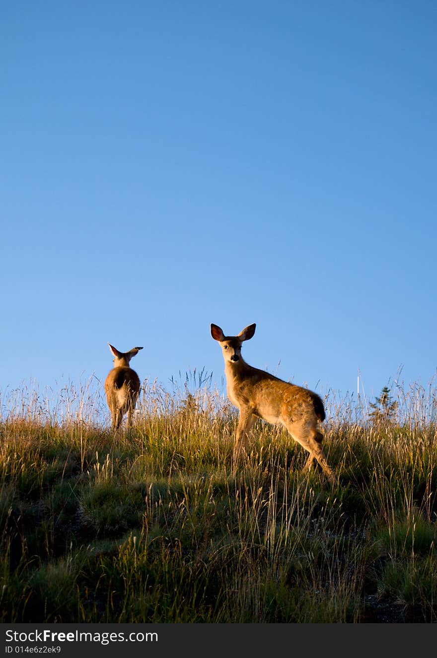 Alert Deer