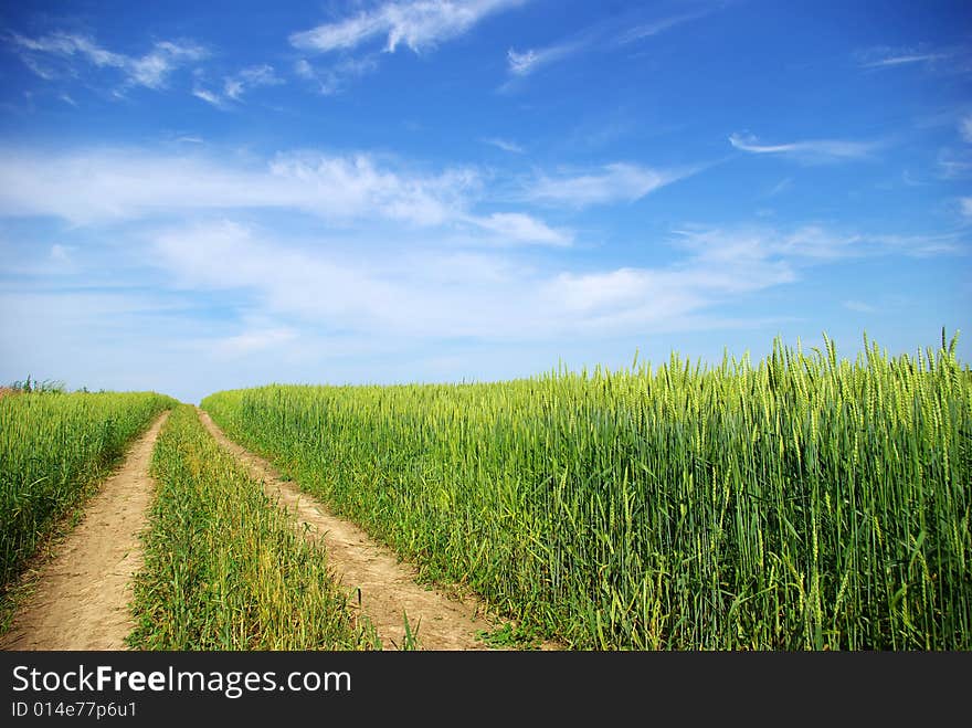 Early summer corn with a blue sky background. Early summer corn with a blue sky background