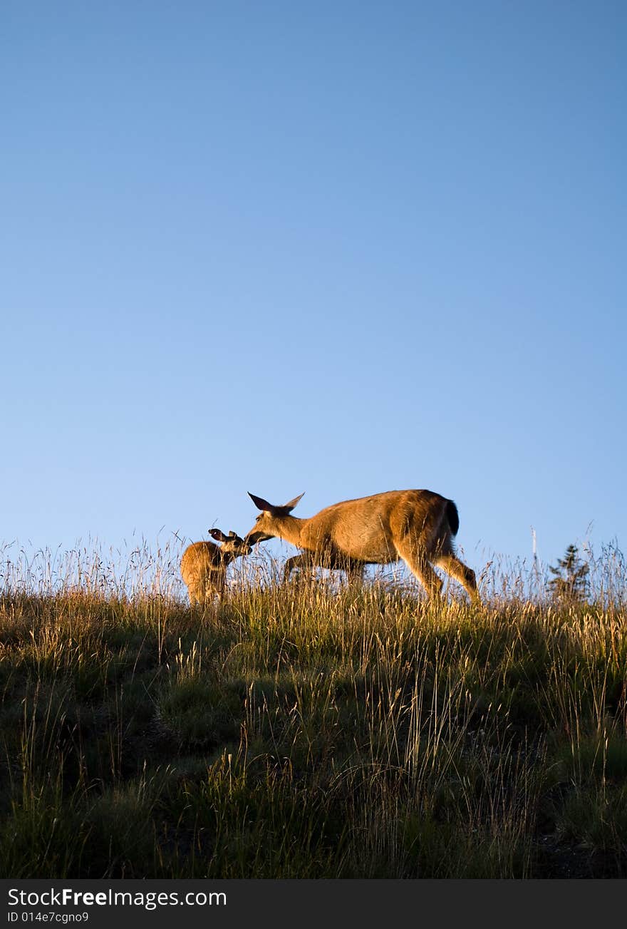 Mommy Deer