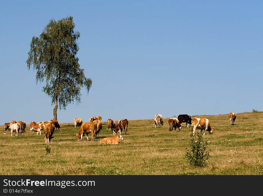 Grazing cows on an arid field