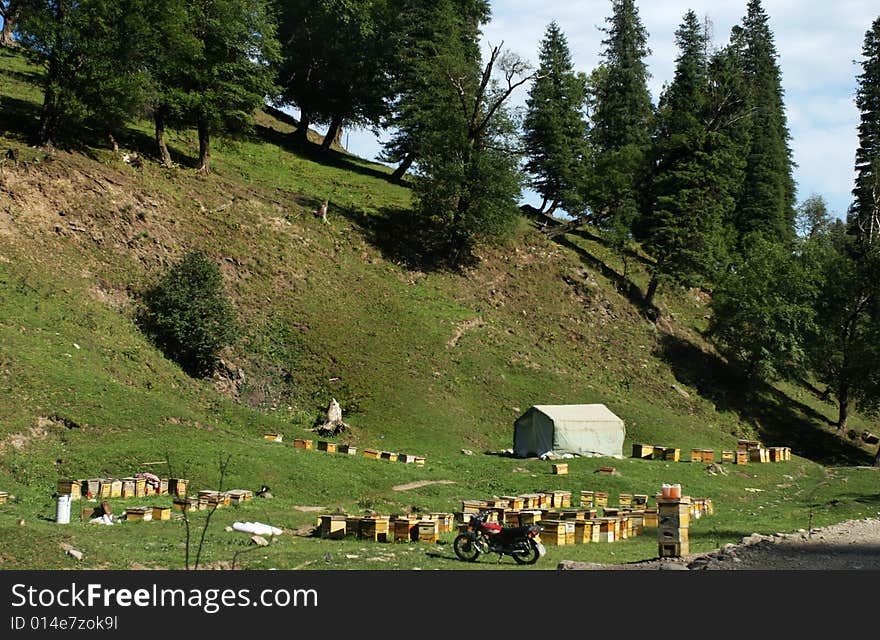 Mountain and apiary