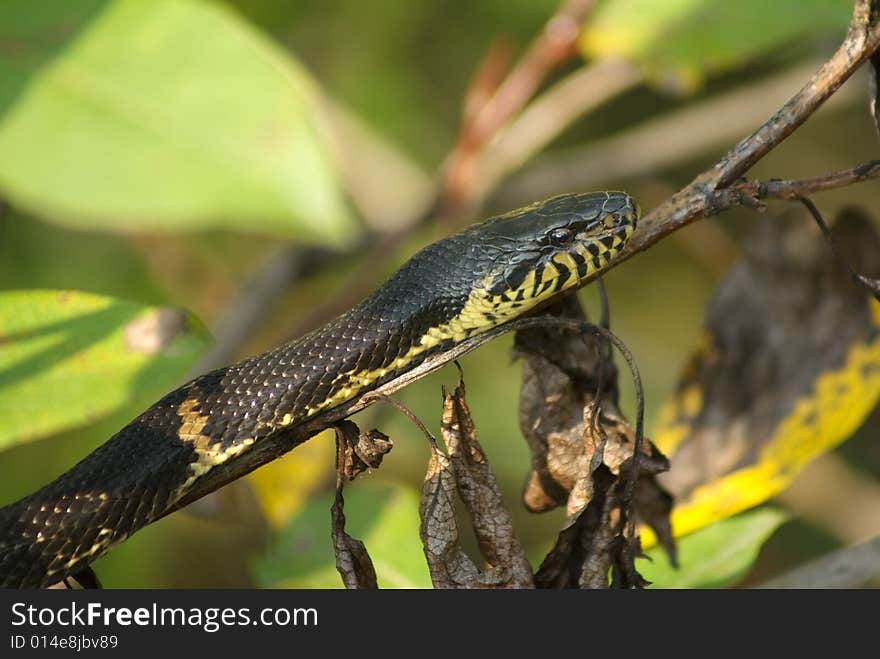 Snake On A Tree Branch