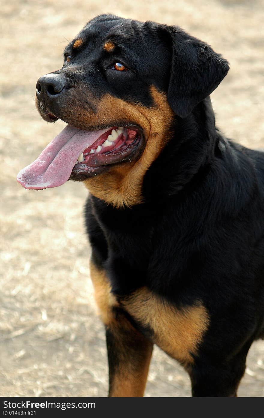 The Rottweiler body is strong, act fast fierce, the vigour is violent,It is have most in the world courageous with power of the dog categories.This dog was used for ever to watch herd of cattle.Them are the cleverness and strong to become contact with easiest of the dog grow. The Rottweiler body is strong, act fast fierce, the vigour is violent,It is have most in the world courageous with power of the dog categories.This dog was used for ever to watch herd of cattle.Them are the cleverness and strong to become contact with easiest of the dog grow.