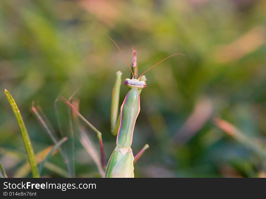 Praying Mantis