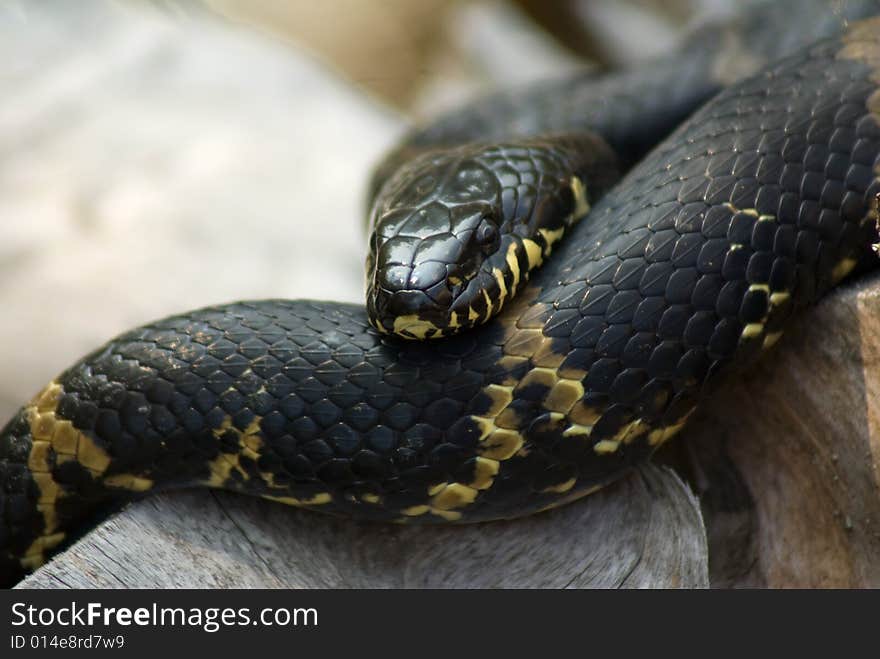 Snake on a tree