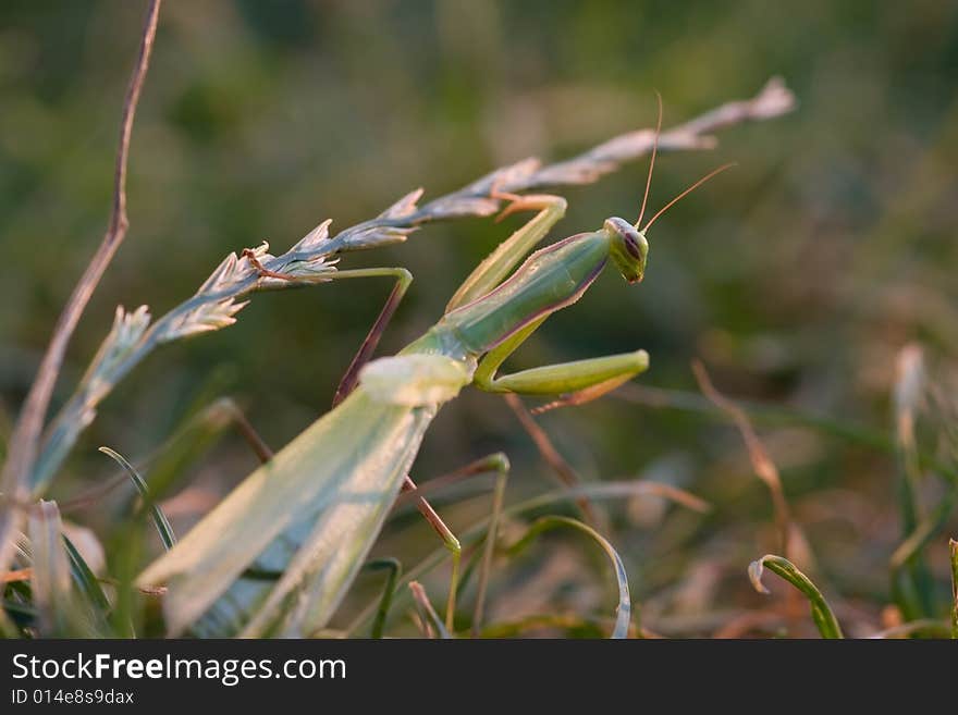 Praying Mantis, Mantisa Religiosa