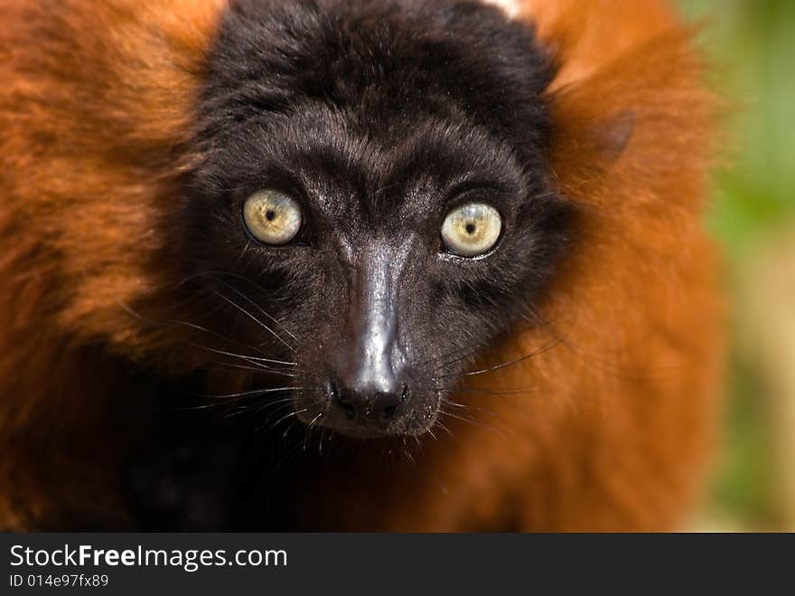 A beautiful red ruffed lemur (Varecia rubra)