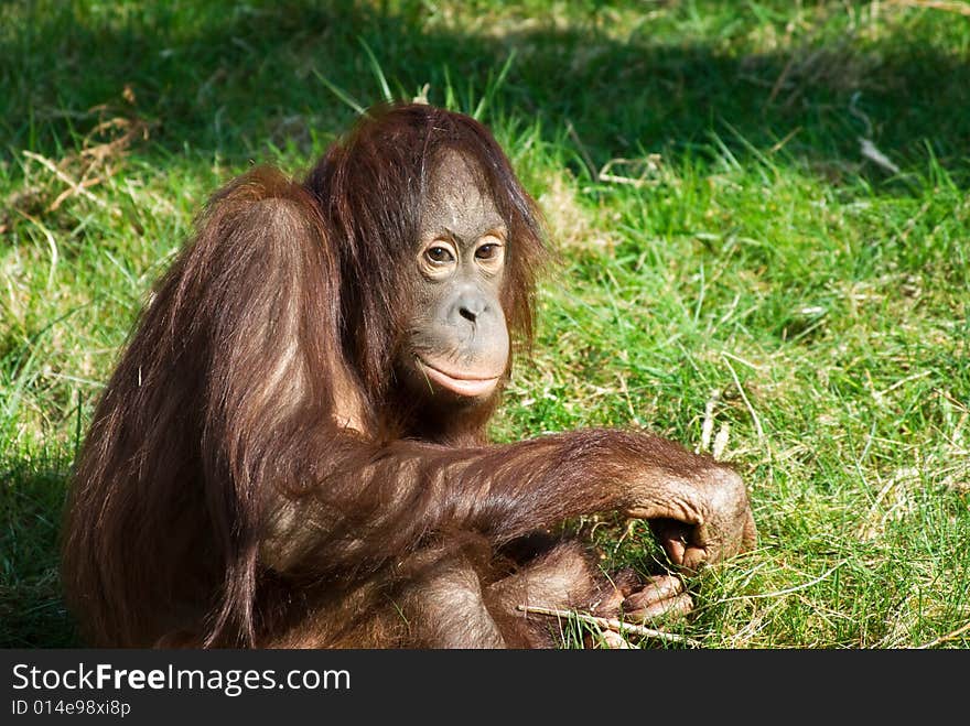 Cute orangutan on the grass