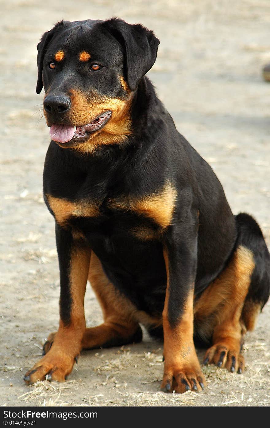 The Rottweiler body is strong, act fast fierce, the vigour is violent,It is have most in the world courageous with power of the dog categories.This dog was used for ever to watch herd of cattle.Them are the cleverness and strong to become contact with easiest of the dog grow. The Rottweiler body is strong, act fast fierce, the vigour is violent,It is have most in the world courageous with power of the dog categories.This dog was used for ever to watch herd of cattle.Them are the cleverness and strong to become contact with easiest of the dog grow.