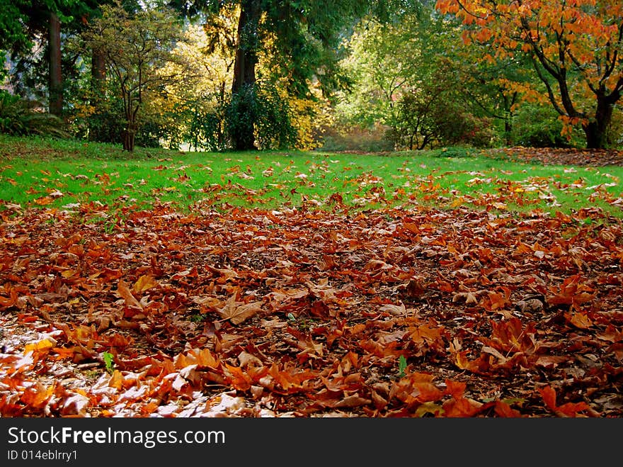 Leaves on the ground at Arboretum in Seattle, WA. Leaves on the ground at Arboretum in Seattle, WA