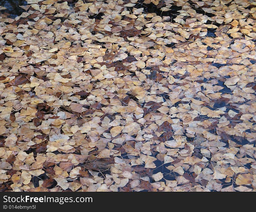 Floating leaves on a lake