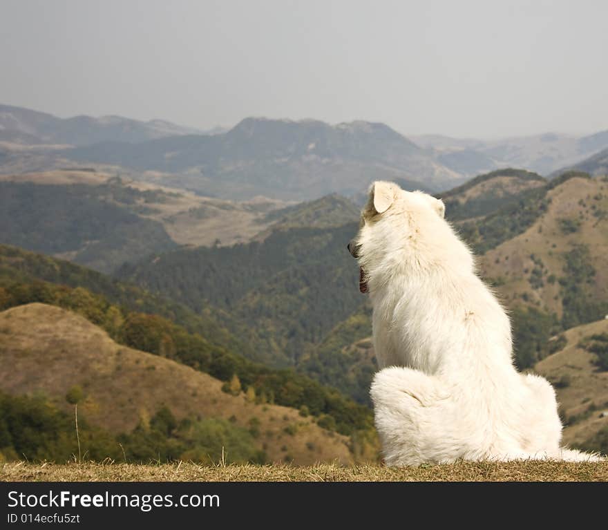 White dog sitting on the hill. White dog sitting on the hill