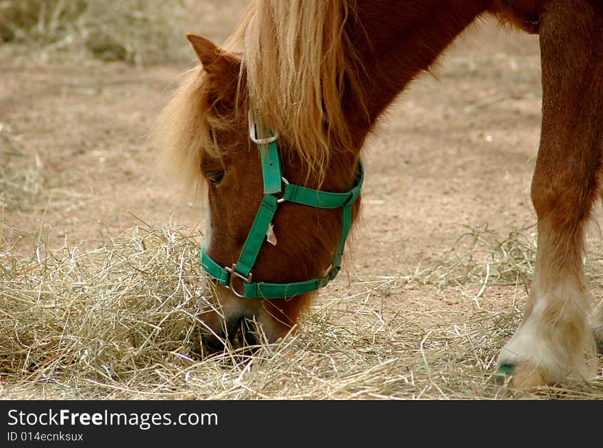 Beautiful brown horse grazing on grass with green harness. Beautiful brown horse grazing on grass with green harness