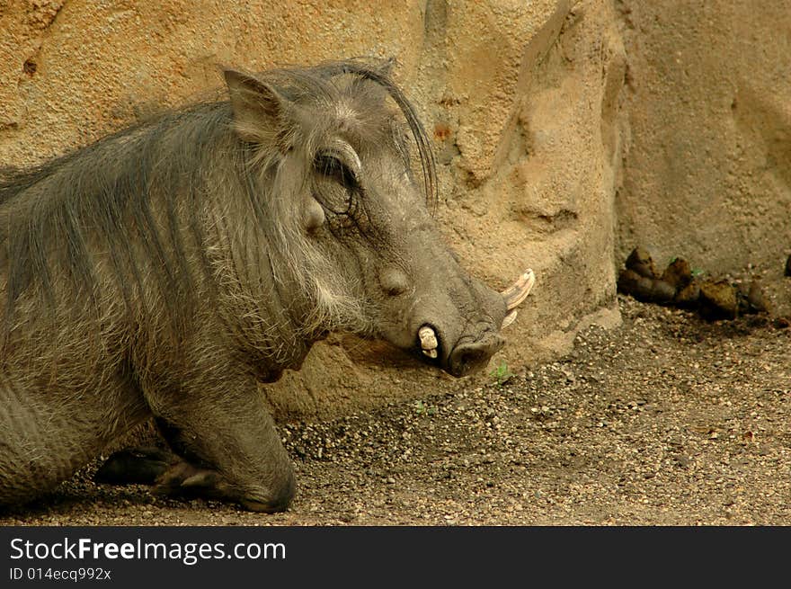 Warthog standing at the zoo. Warthog standing at the zoo