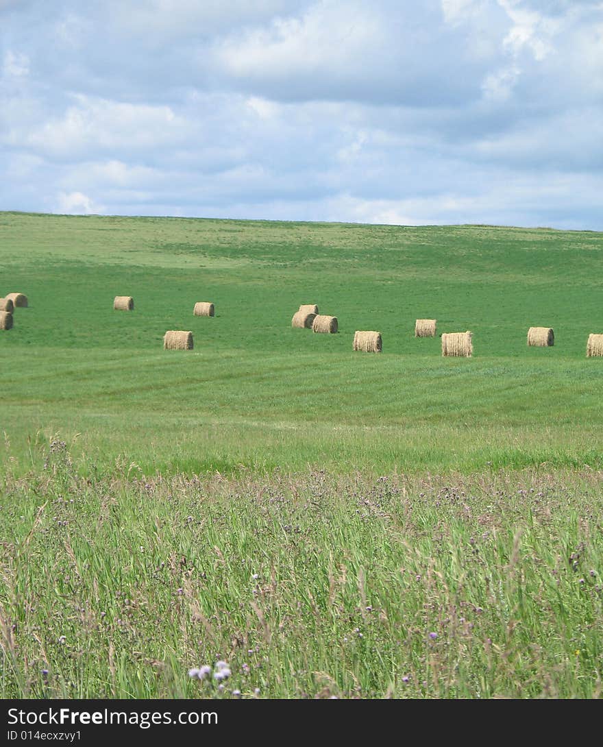 Bales of hay in a green field