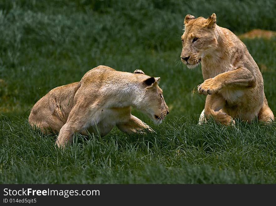 Two Playing Lionesses in the african savanna grass