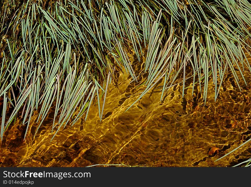 Grass In Water