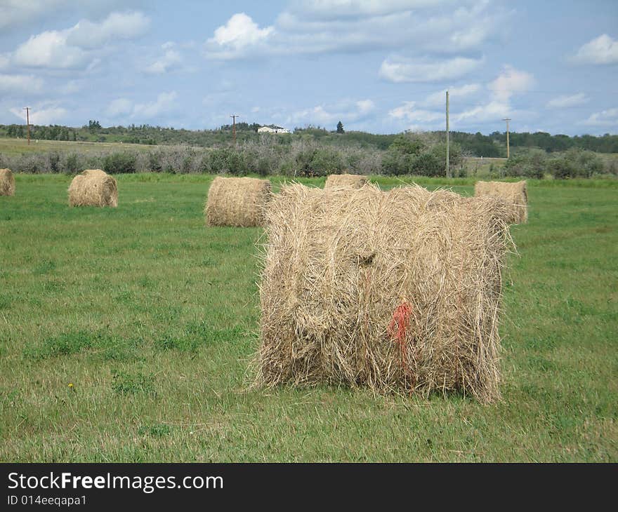 Bales of hay in a green wide field