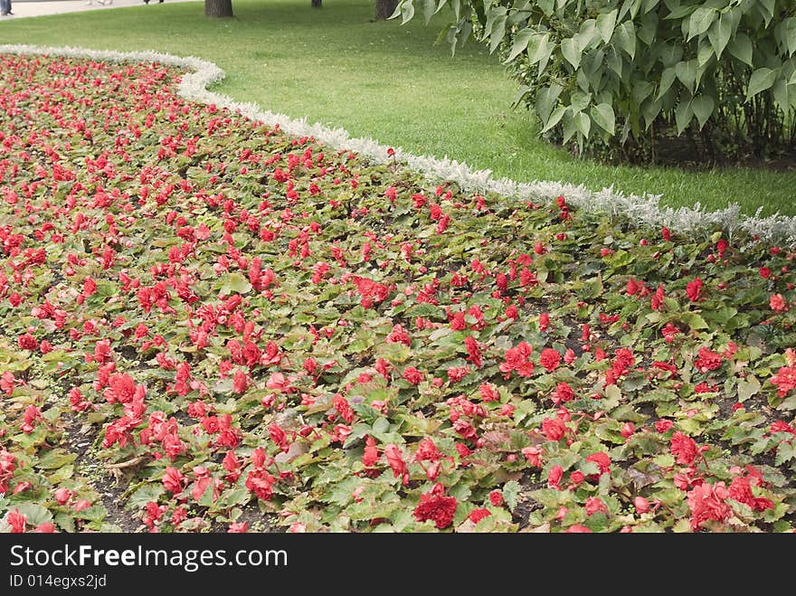 Park in city: flower bed. Pink beautiful flowers. Park in city: flower bed. Pink beautiful flowers.