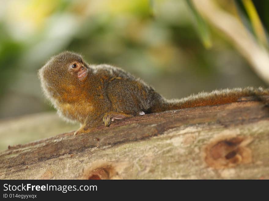 Portrait of cute brown monkey. Portrait of cute brown monkey