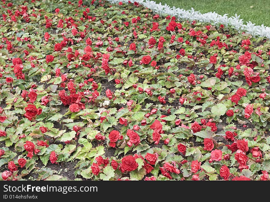 Park in city: flower bed. Pink beautiful flowers. Park in city: flower bed. Pink beautiful flowers.