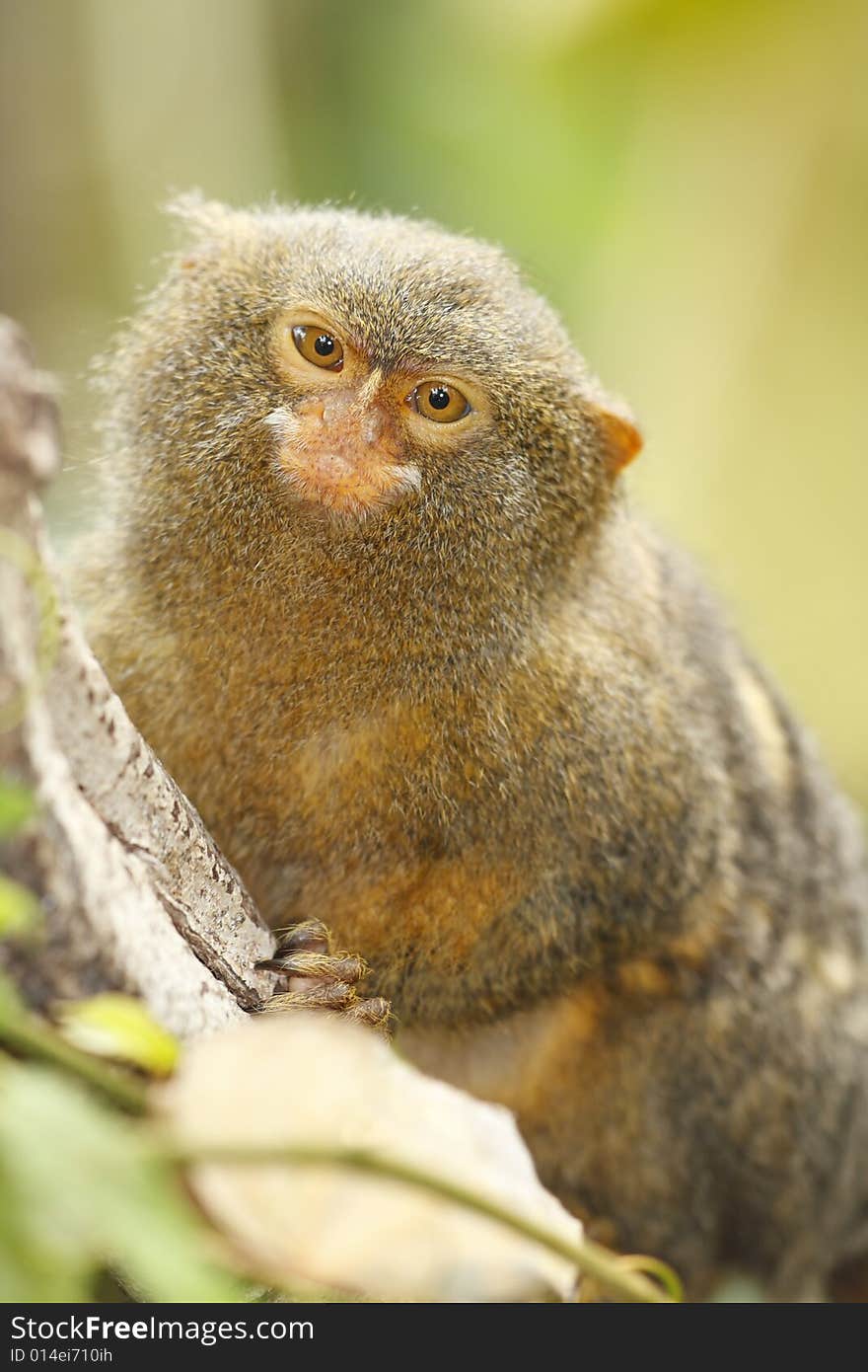 Portrait of cute brown monkey. Portrait of cute brown monkey