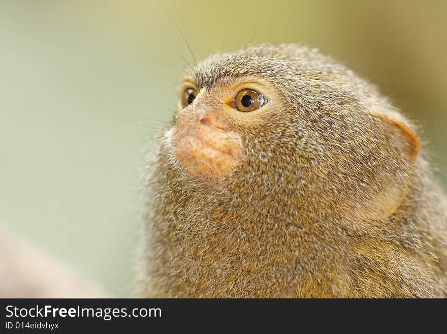 Portrait of cute brown monkey. Portrait of cute brown monkey