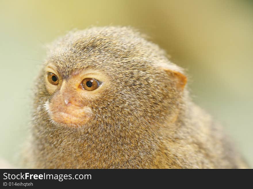 Portrait of cute brown monkey. Portrait of cute brown monkey