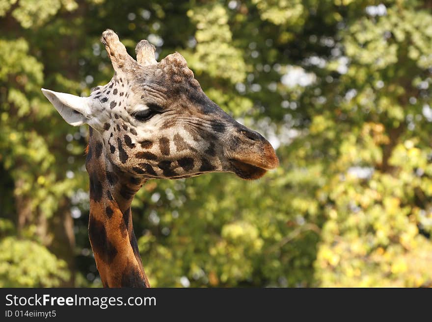 Beautiful portrait of giraffe head