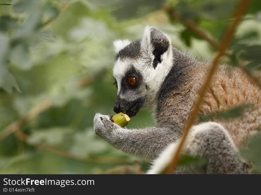 Eating lemur