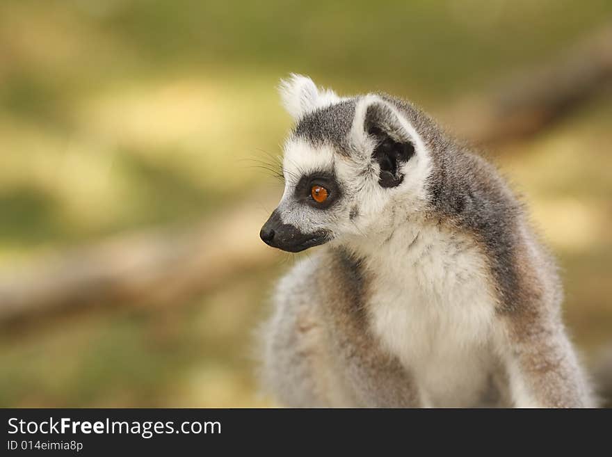 Lemur