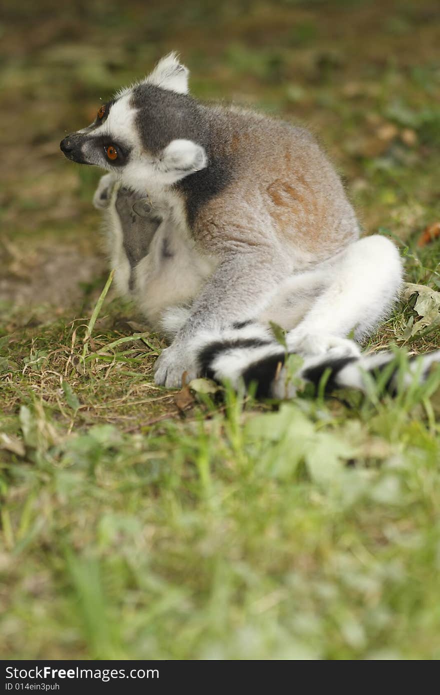 Lemur