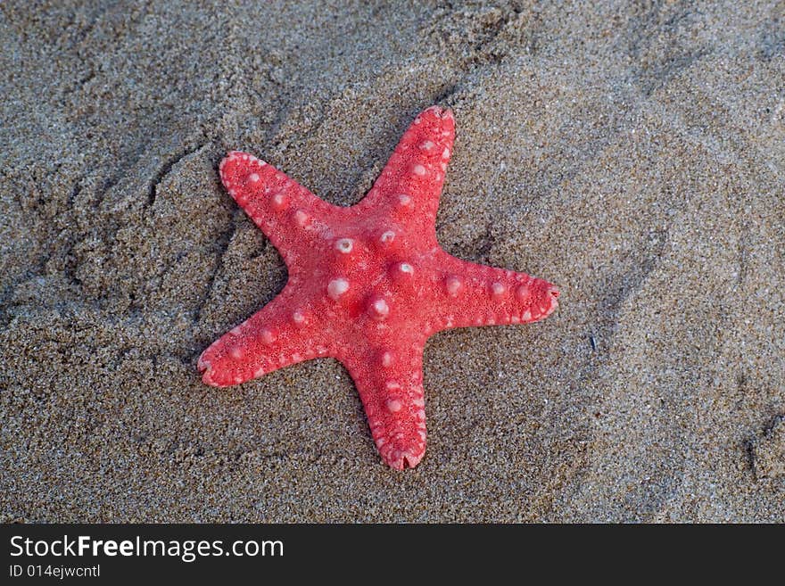 Red star seafish on sand