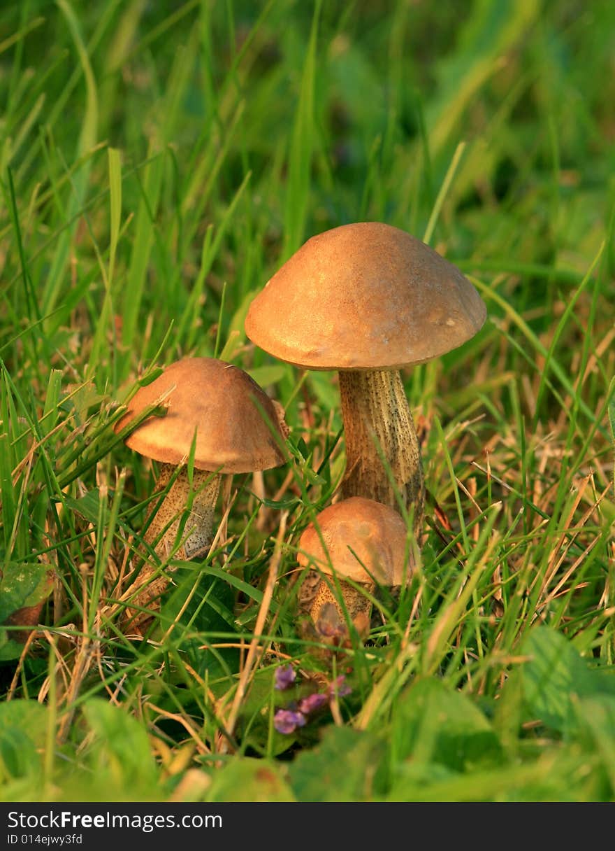 Fall Mushrooms