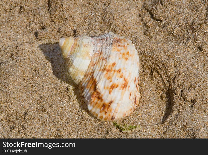 Seashell on  Bulgarian seaside sand