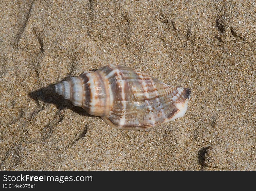 Seashell on  Bulgarian seaside sand