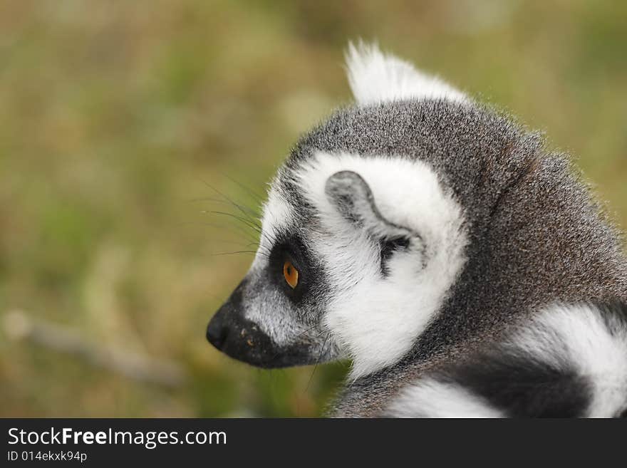 Lemur