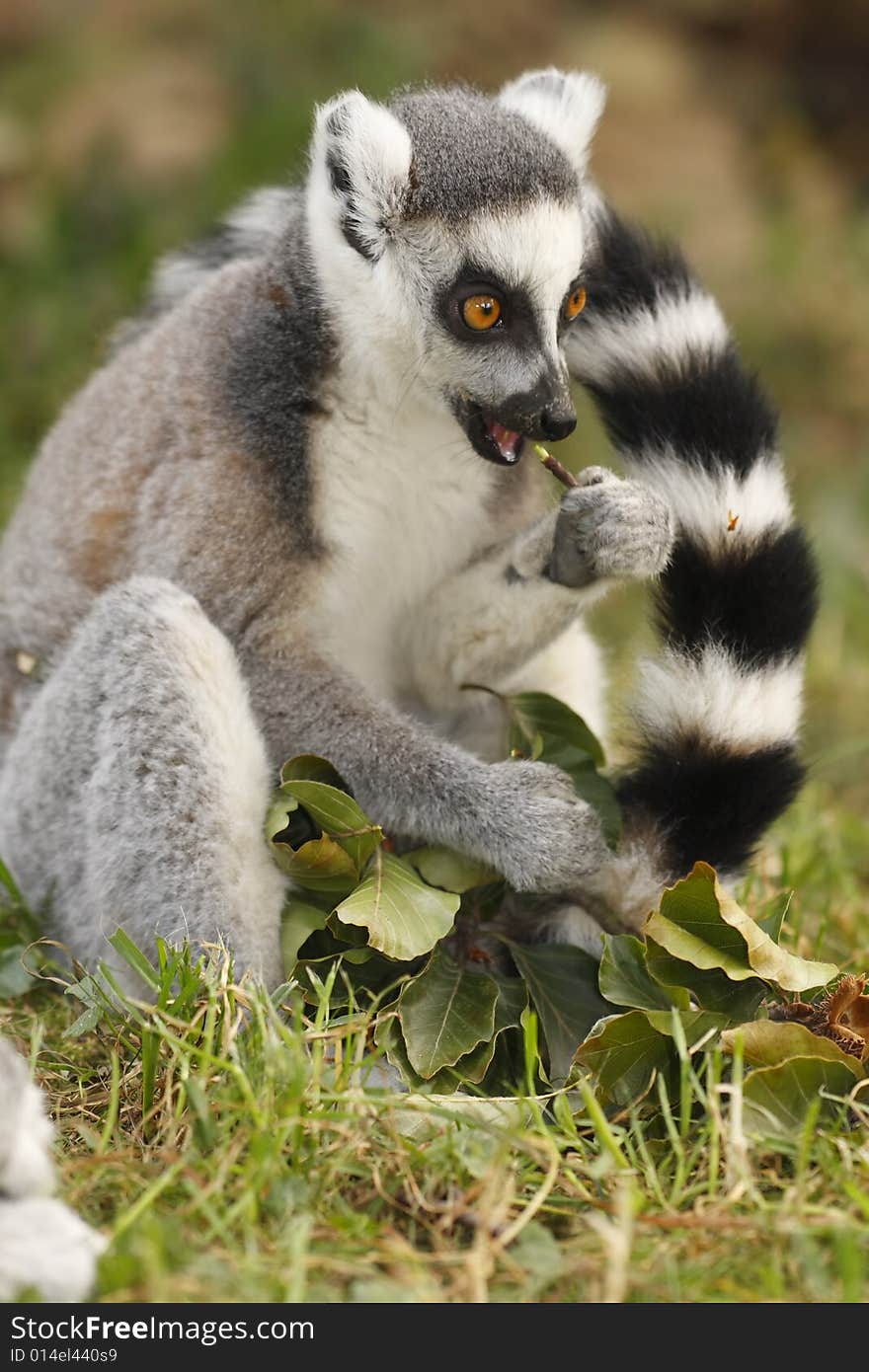 Lemur