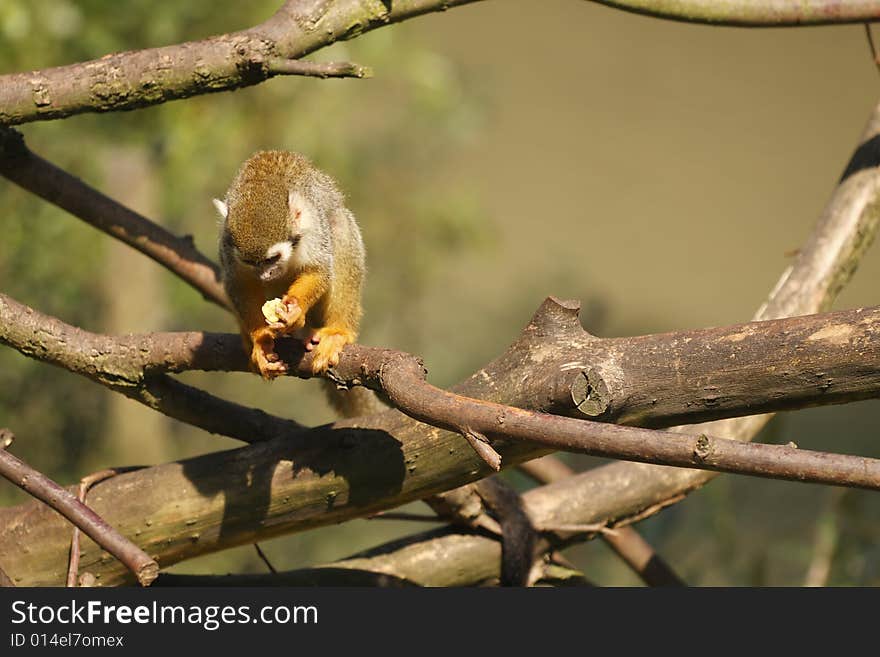 Portrait of cute brown monkey