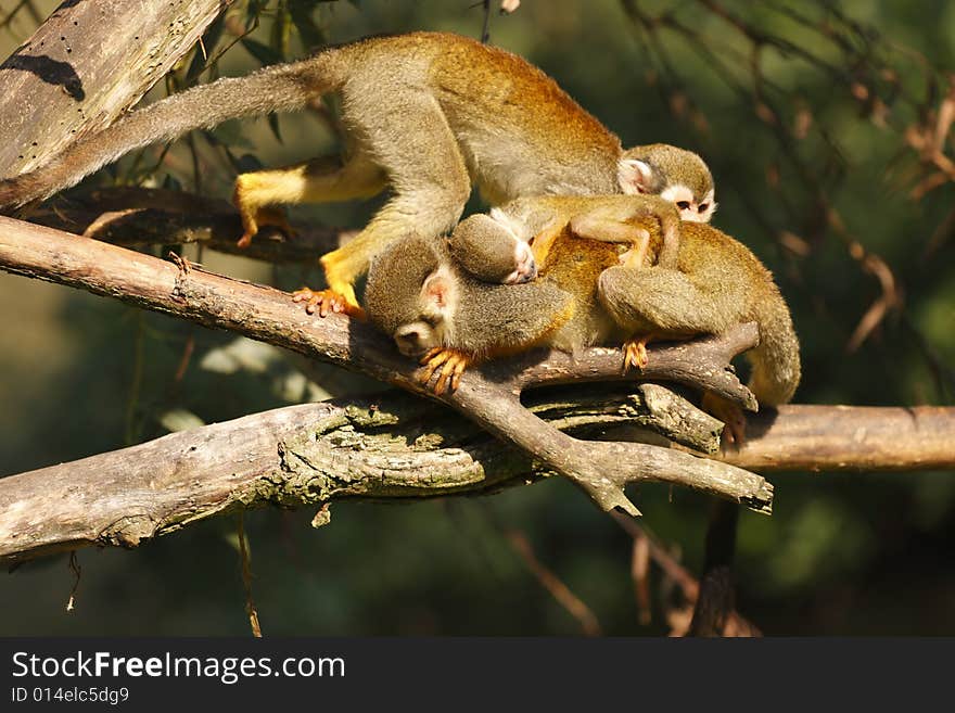 Portrait of cute brown monkey with baby