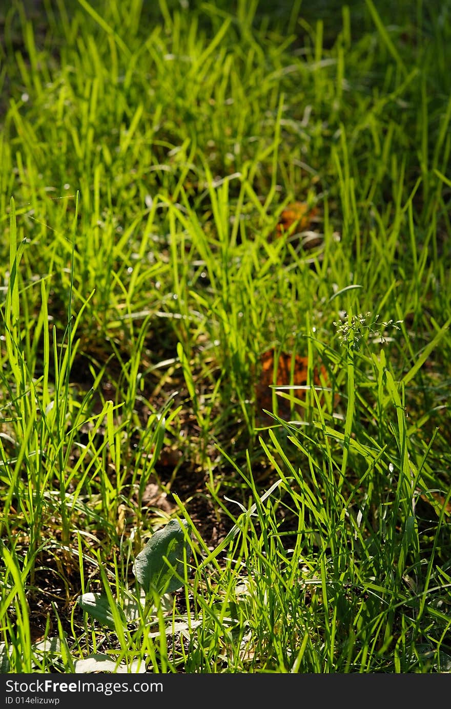 The green grass in the forest