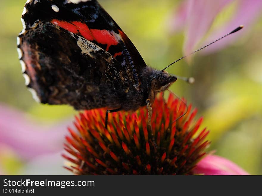 Insect with a lot of flowers