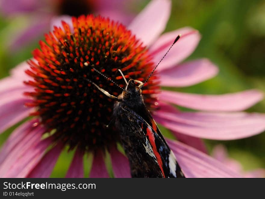 Insect with a lot of flowers