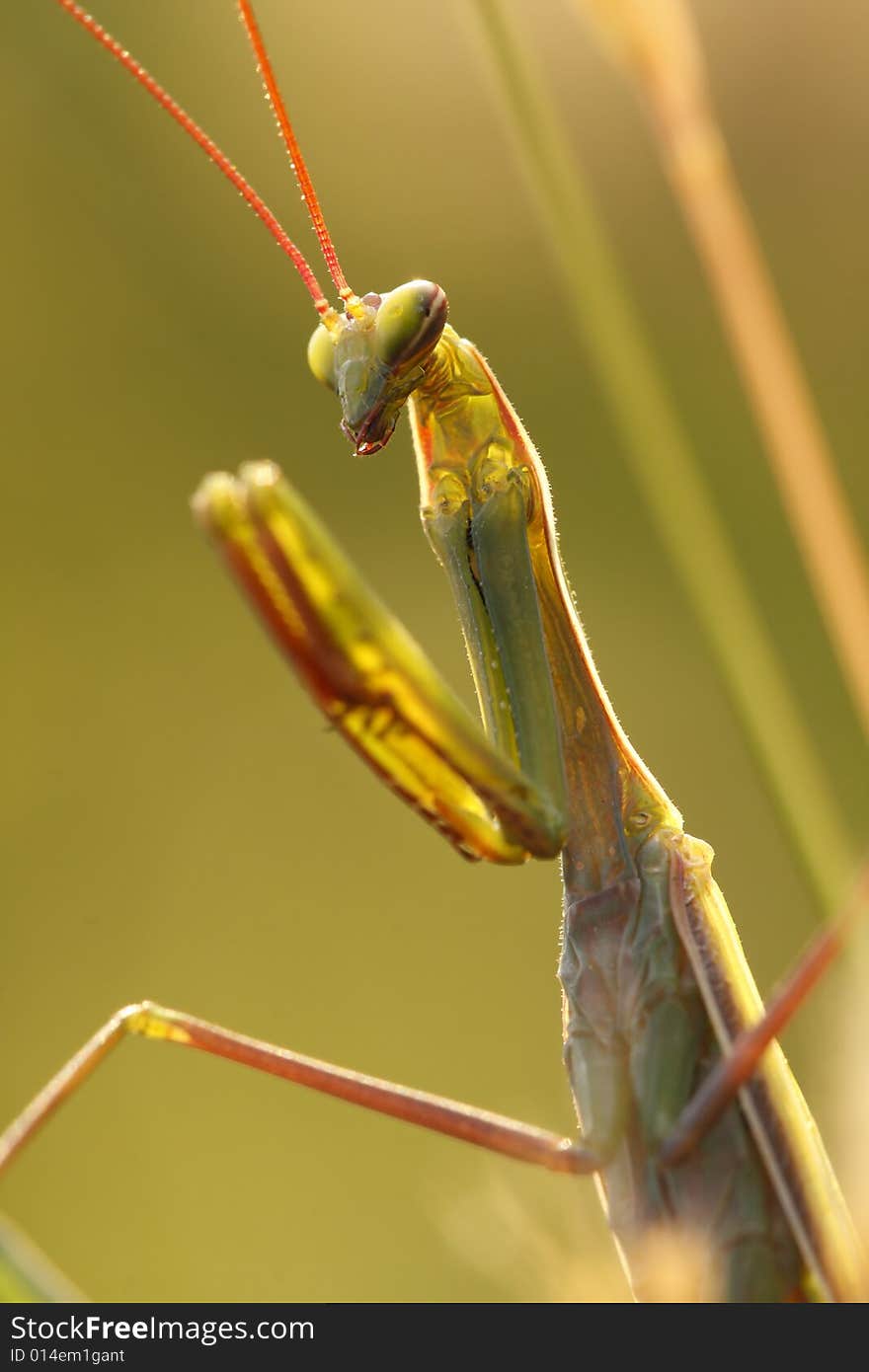 Mantis Detail