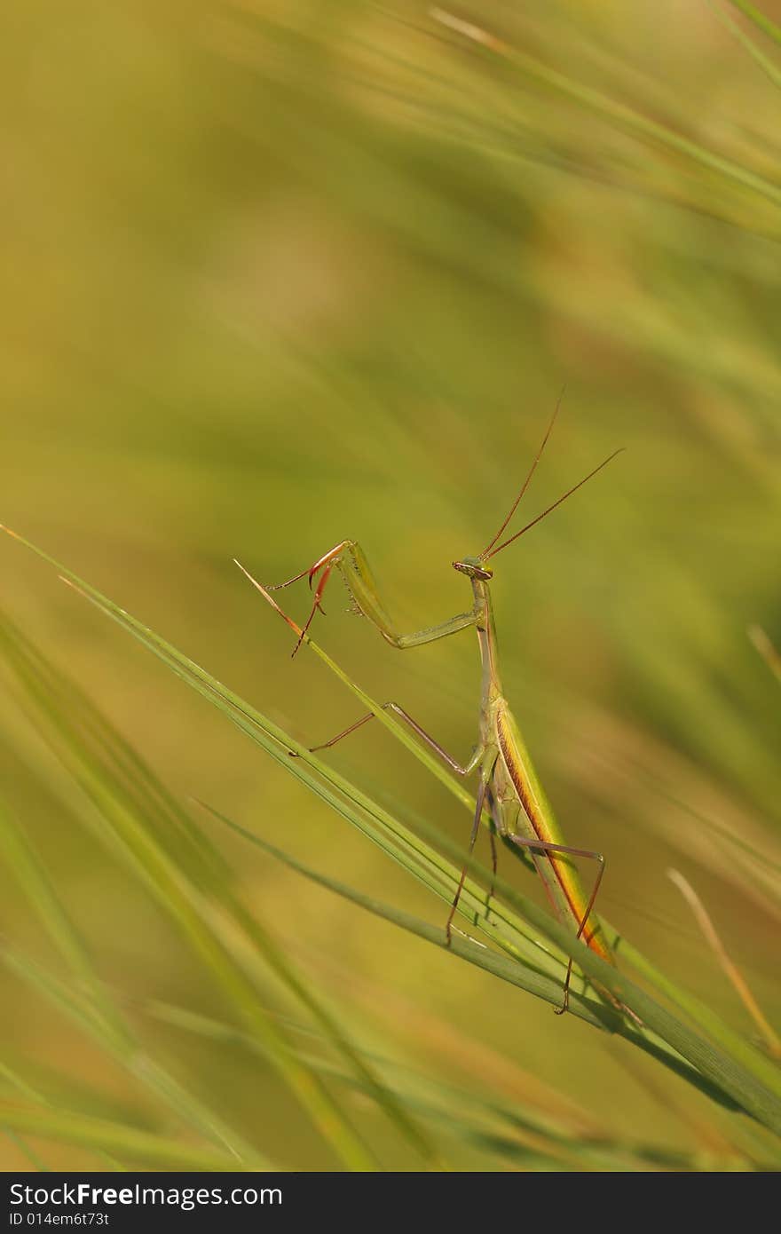 Mantis detail