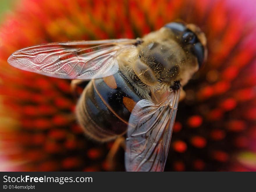 Insect with a lot of flowers