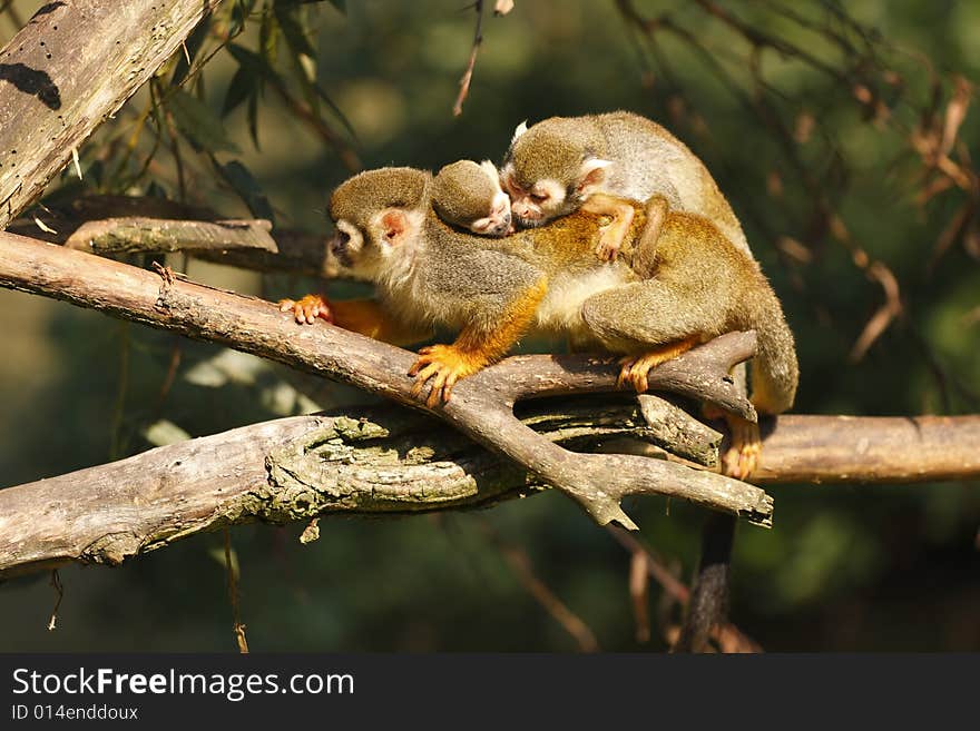 Monkey With Baby