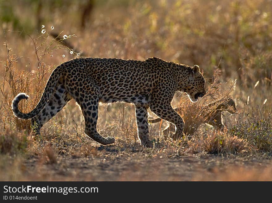 Leopard mother and cub during afternoon stroll through the african bush